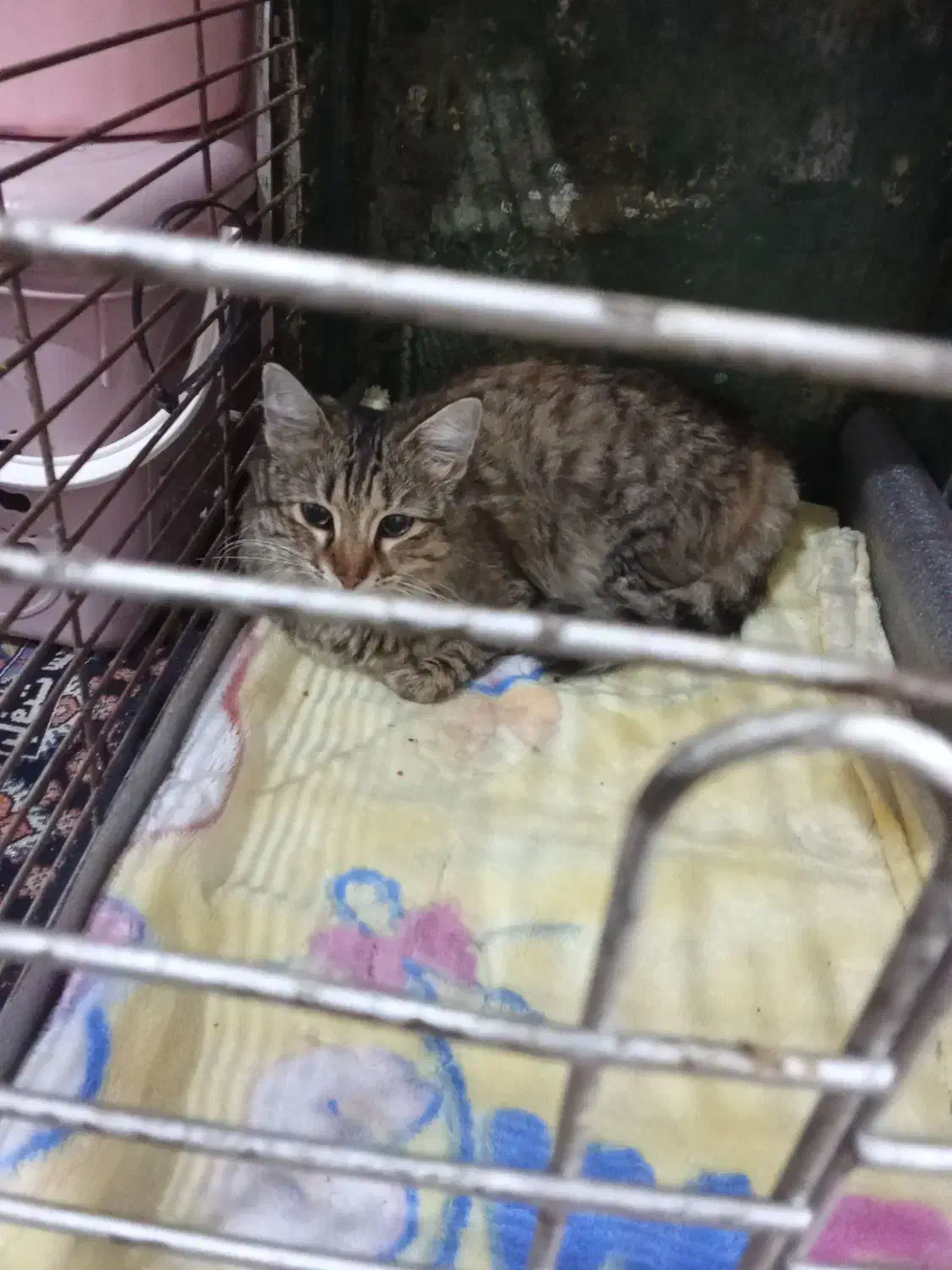 واگذاری گربه|گربه|بندرعباس, |دیوار