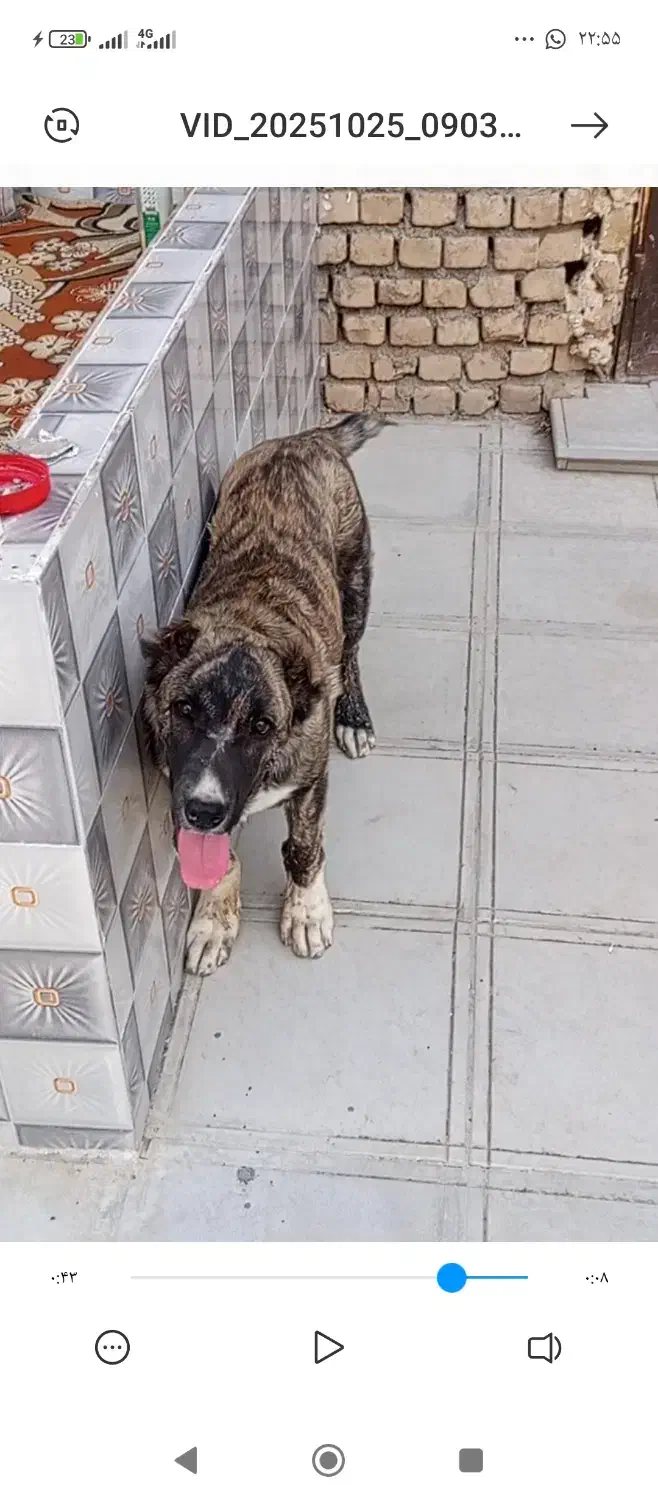 توله سگ دوماهه|سگ|کاشمر, |دیوار