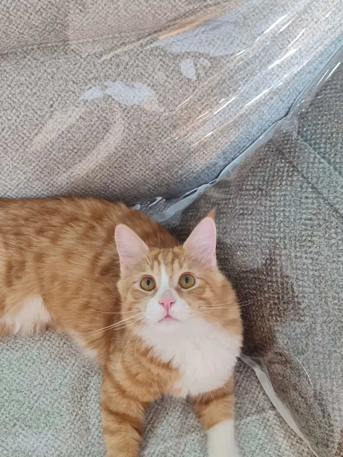 واگذاری گربه|گربه|کرمانشاه, |دیوار