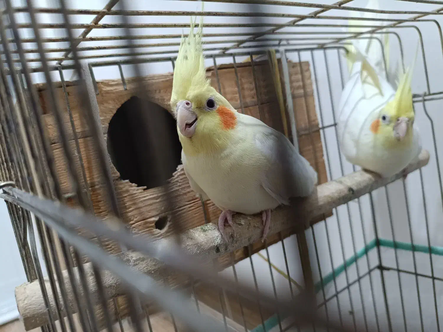 عروس هلندی|پرنده|قائم‌شهر, |دیوار