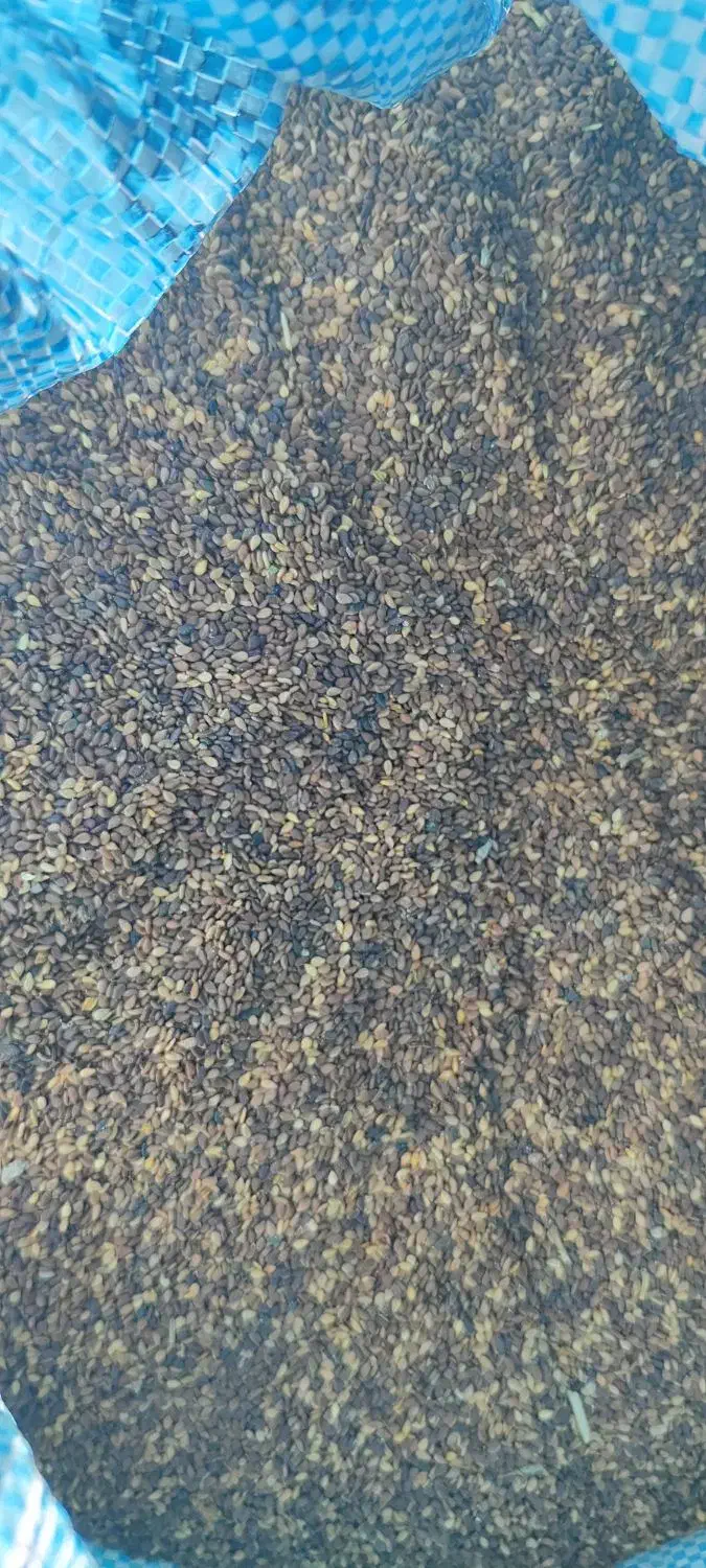 کنجد|عمده‌فروشی|کازرون, |دیوار