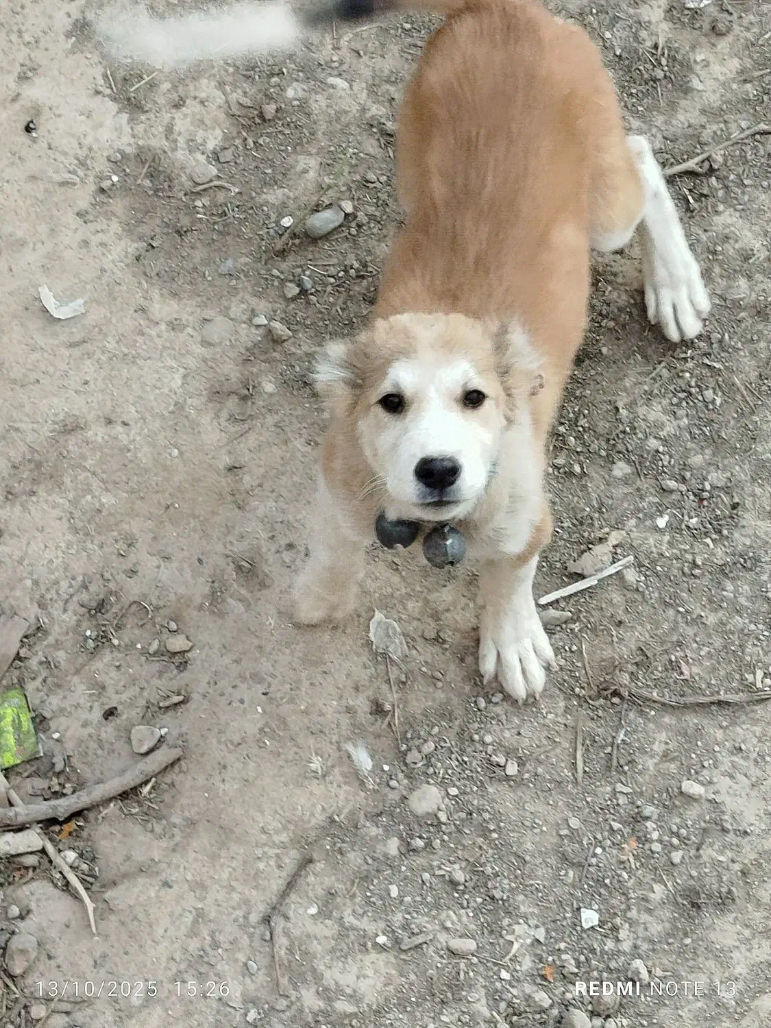 یک عدد توله سگ سرابی|سگ|اسفرورین, |دیوار