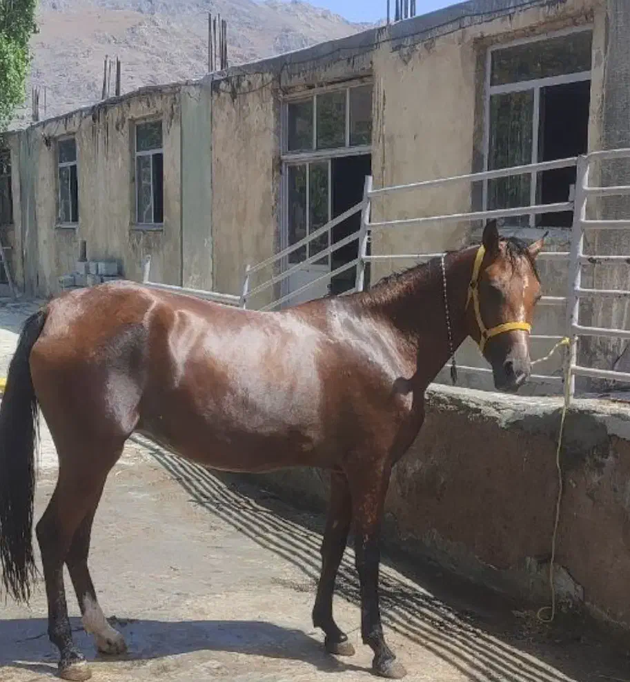 مادیان عرب درشور|اسب و تجهیزات اسب‌سواری|داران, |دیوار