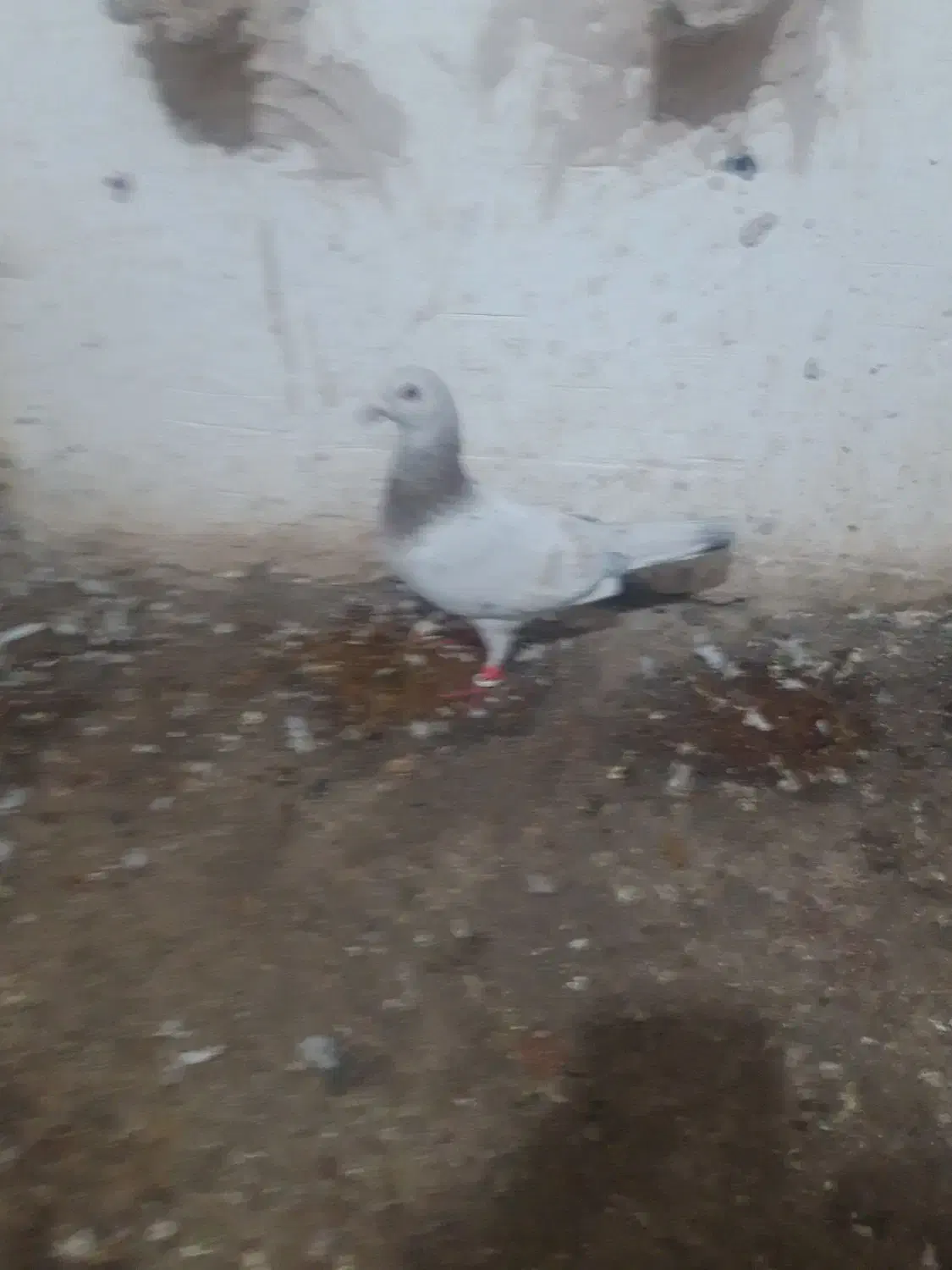 کفترپرشی|پرنده|اسفراین, |دیوار