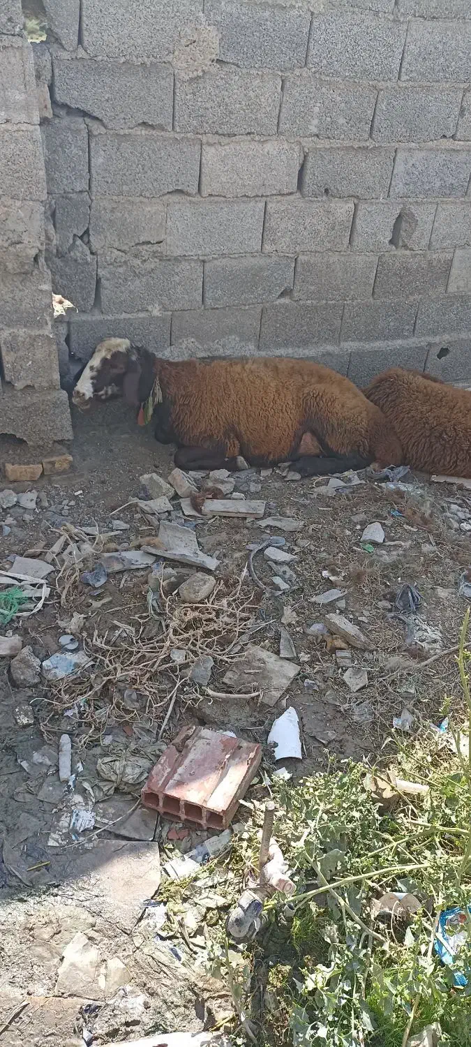 گوسفند داشتی|حیوانات مزرعه|انبارآلوم, |دیوار