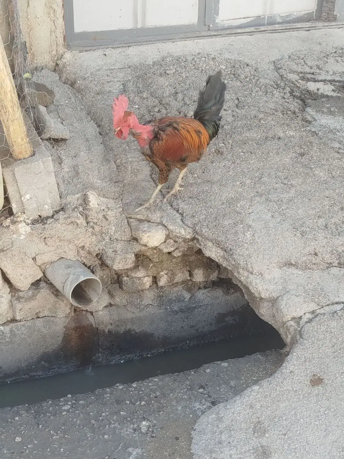 خروس|حیوانات مزرعه|ایذه, |دیوار