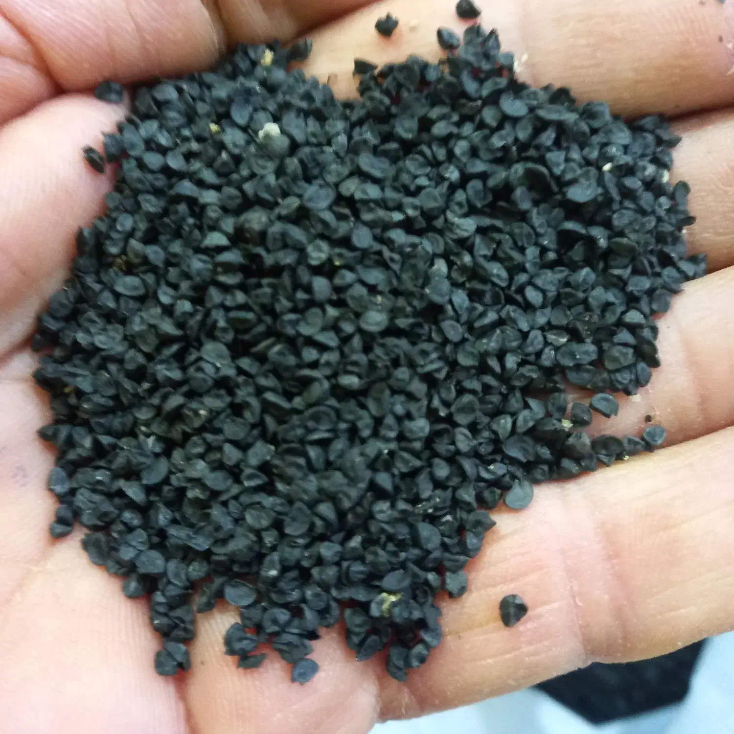 بذر پیاز|خدمات باغبانی و درختکاری|سملقان, |دیوار