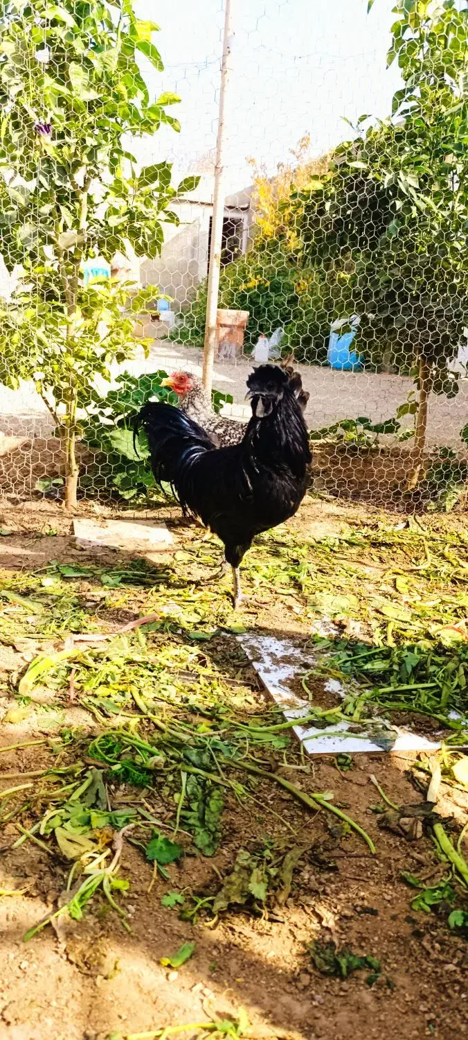 مرغ و خروس ایام سمانی|حیوانات مزرعه|شیراز, باغشهر اهل بیت|دیوار