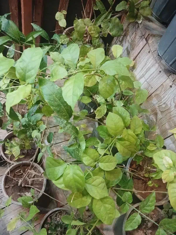 همخونه میخوام برای اجاره|اجارهٔ خانه و ویلا|شهر بابک, |دیوار