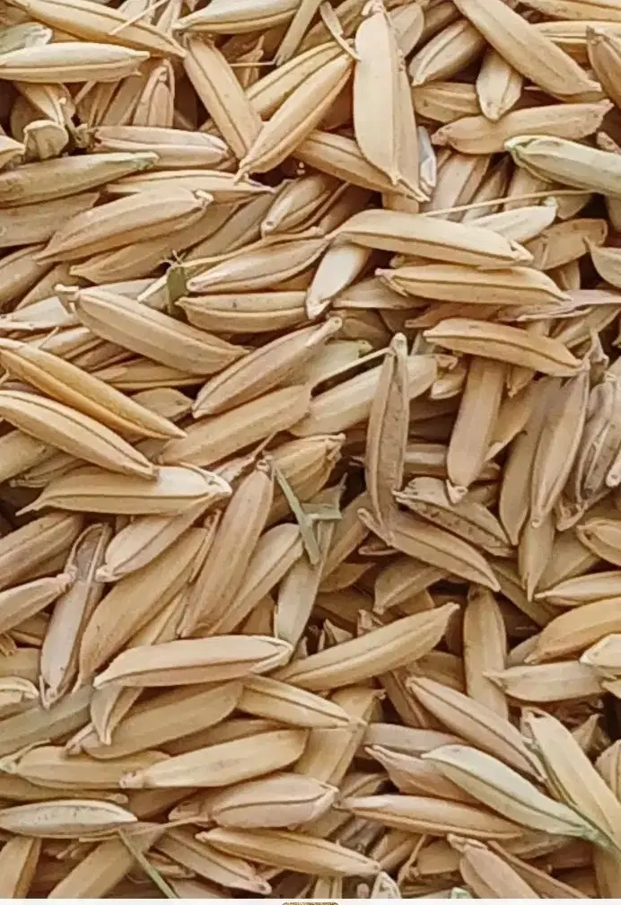شلتوک|خوردنی و آشامیدنی|نورآباد ممسنی, |دیوار