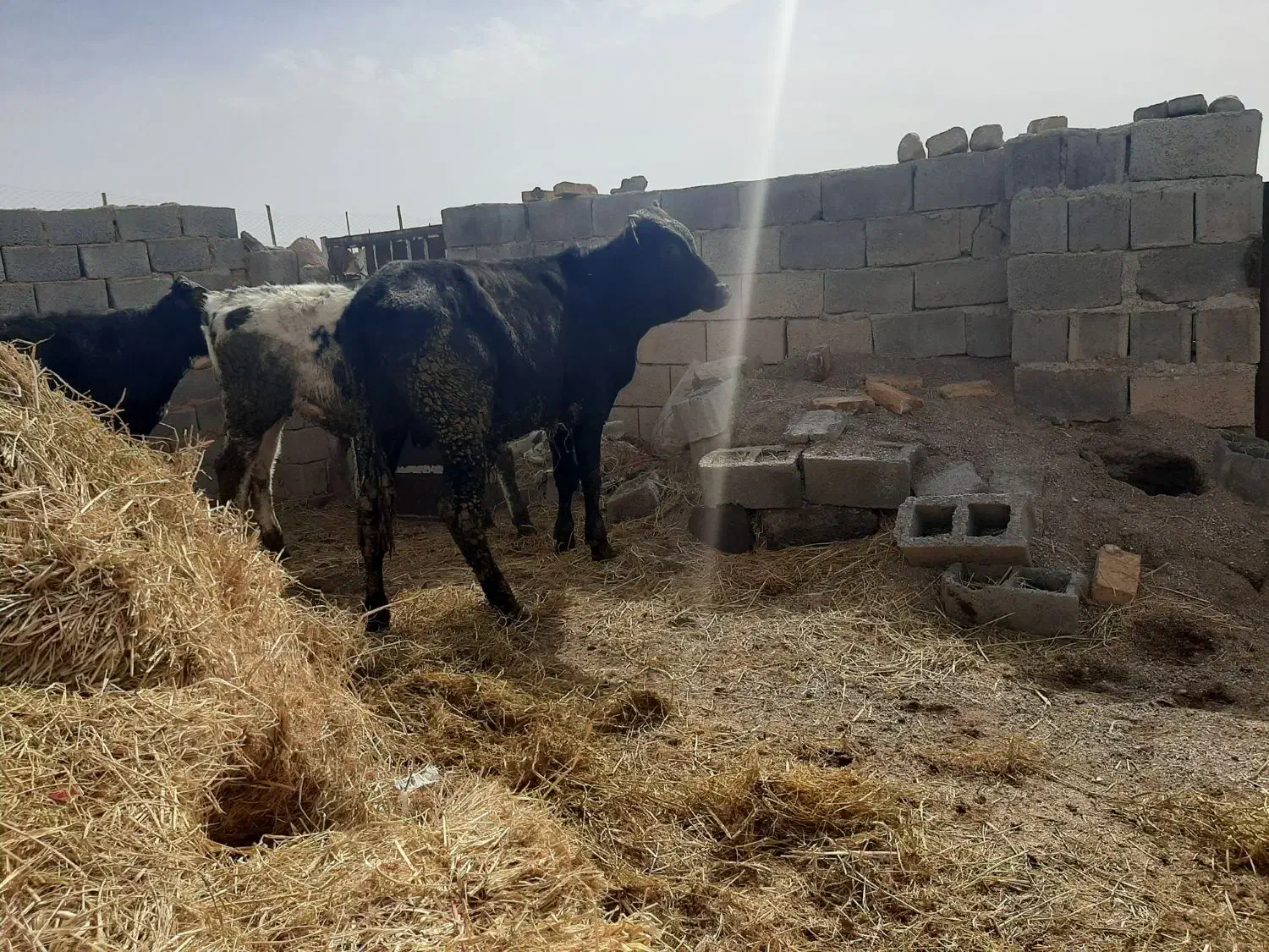 گوساله نر|حیوانات مزرعه|سده (خراسان جنوبی), |دیوار