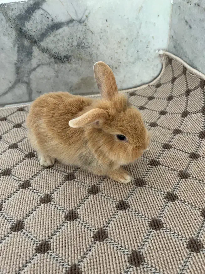 خرگوش لوپ سه عدد|موش و خرگوش|بابل, |دیوار