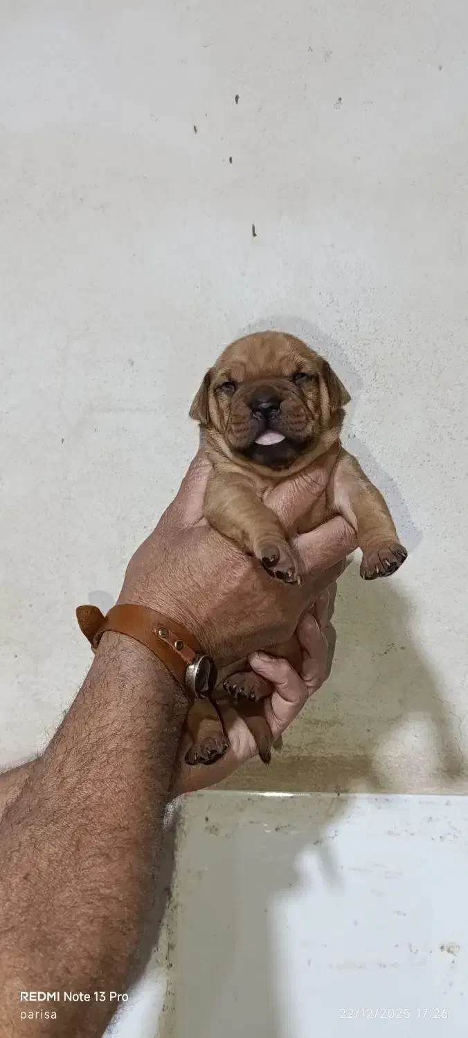 پیت بول|سگ|شیراز, سلطان آباد|دیوار