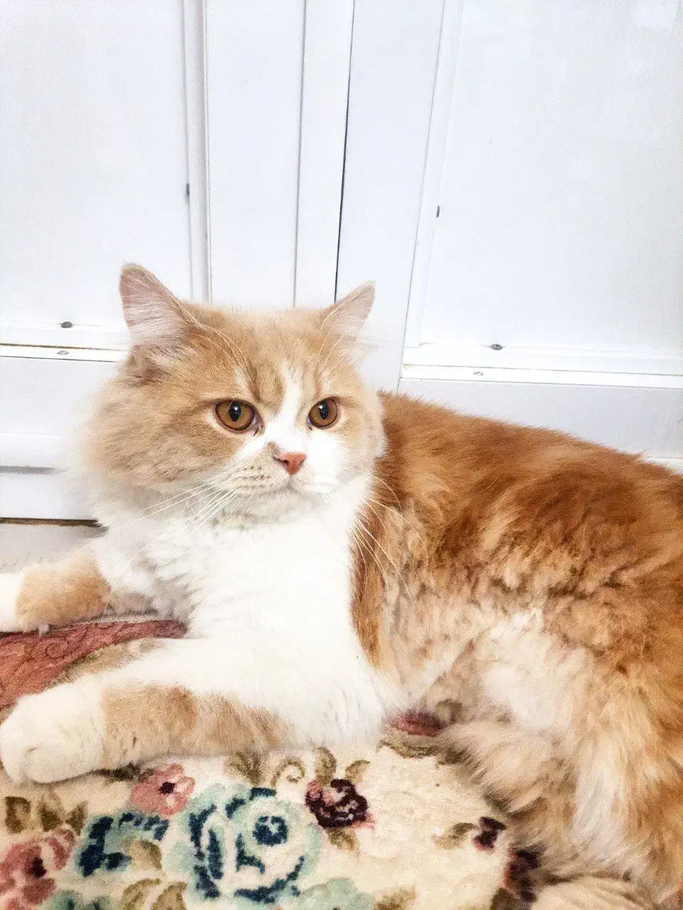 گربه پرشین نر اصیل|گربه|ممقان, |دیوار