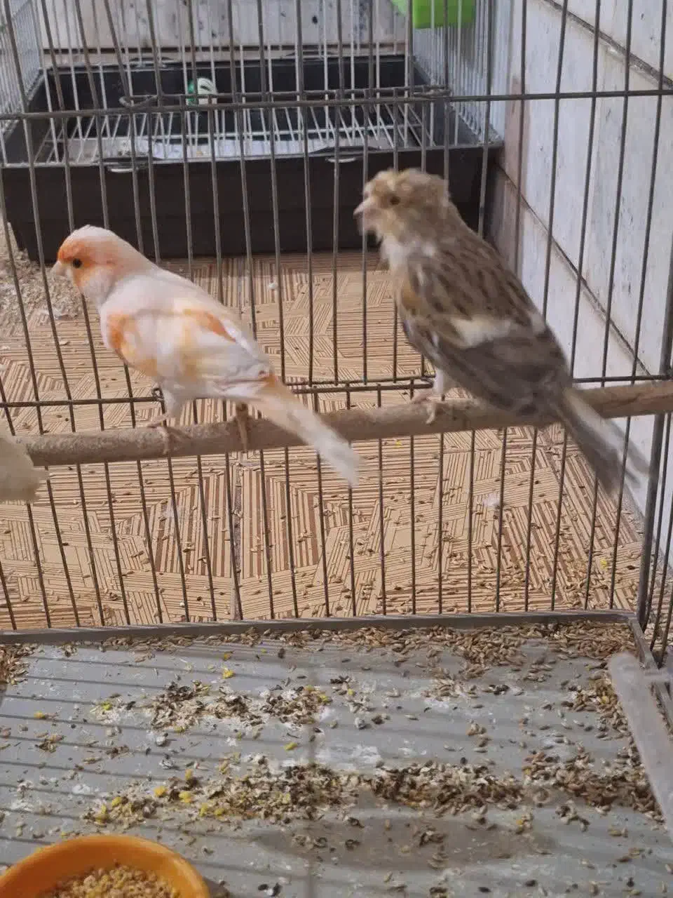 جفت قناری طوطی کوتوله فنچ سهره عروس هلندی|پرنده|خمینی‌شهر, |دیوار