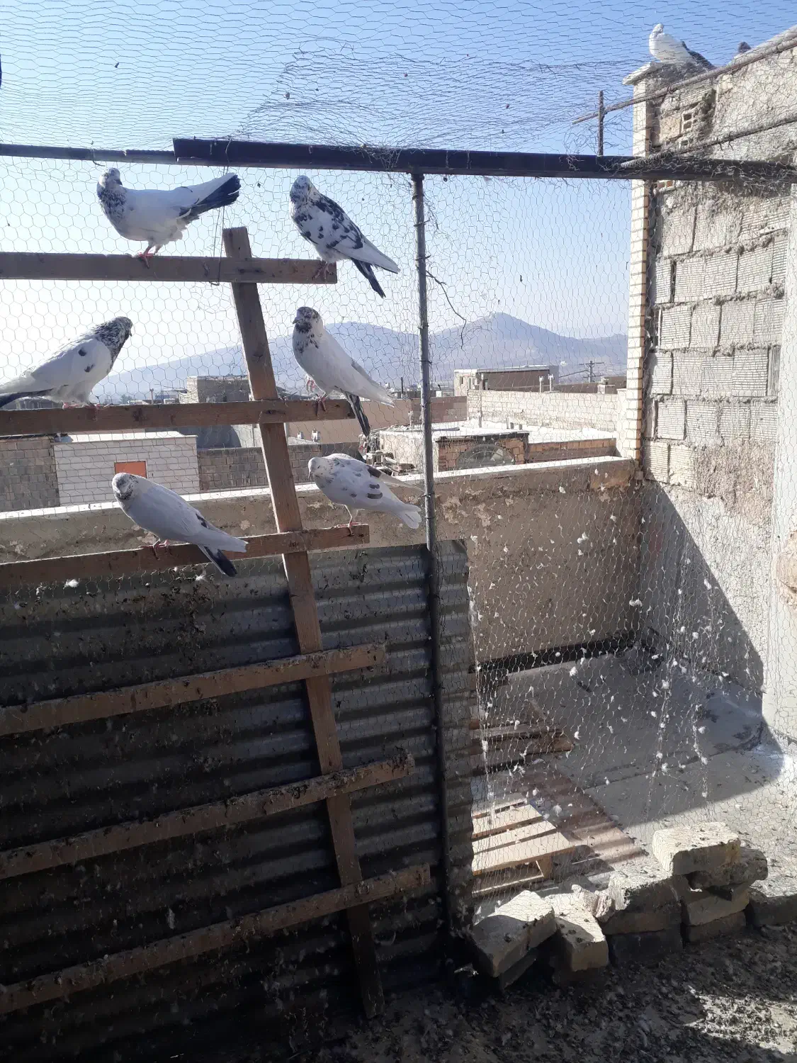 کبوتر پرشی|پرنده|تیران, |دیوار