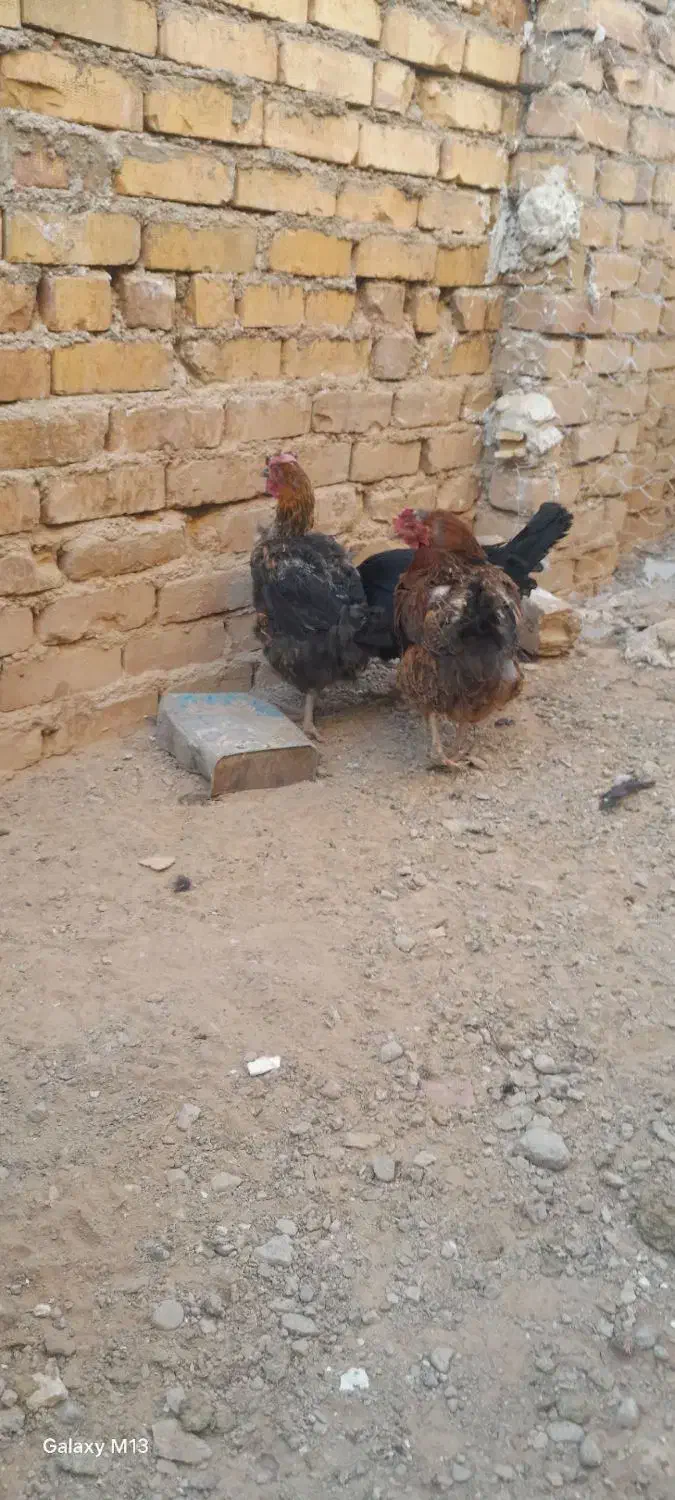 مرغ تخمی|حیوانات مزرعه|بوژگان, |دیوار