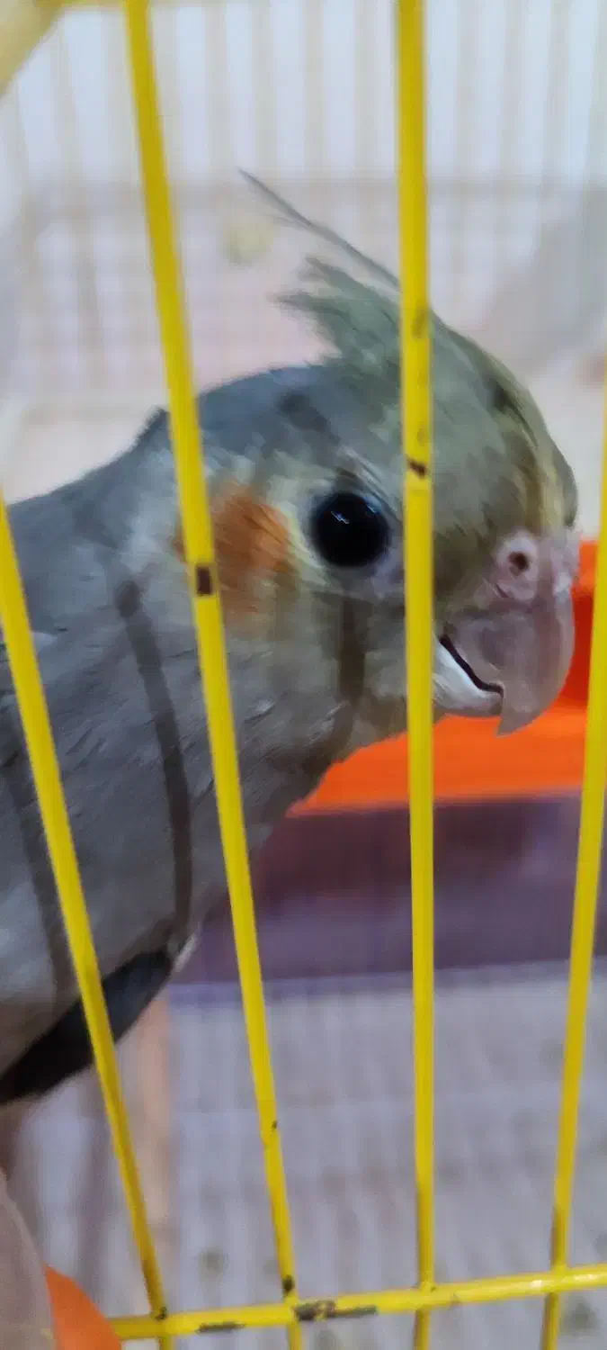 عروس هلندی|پرنده|ایوان, |دیوار