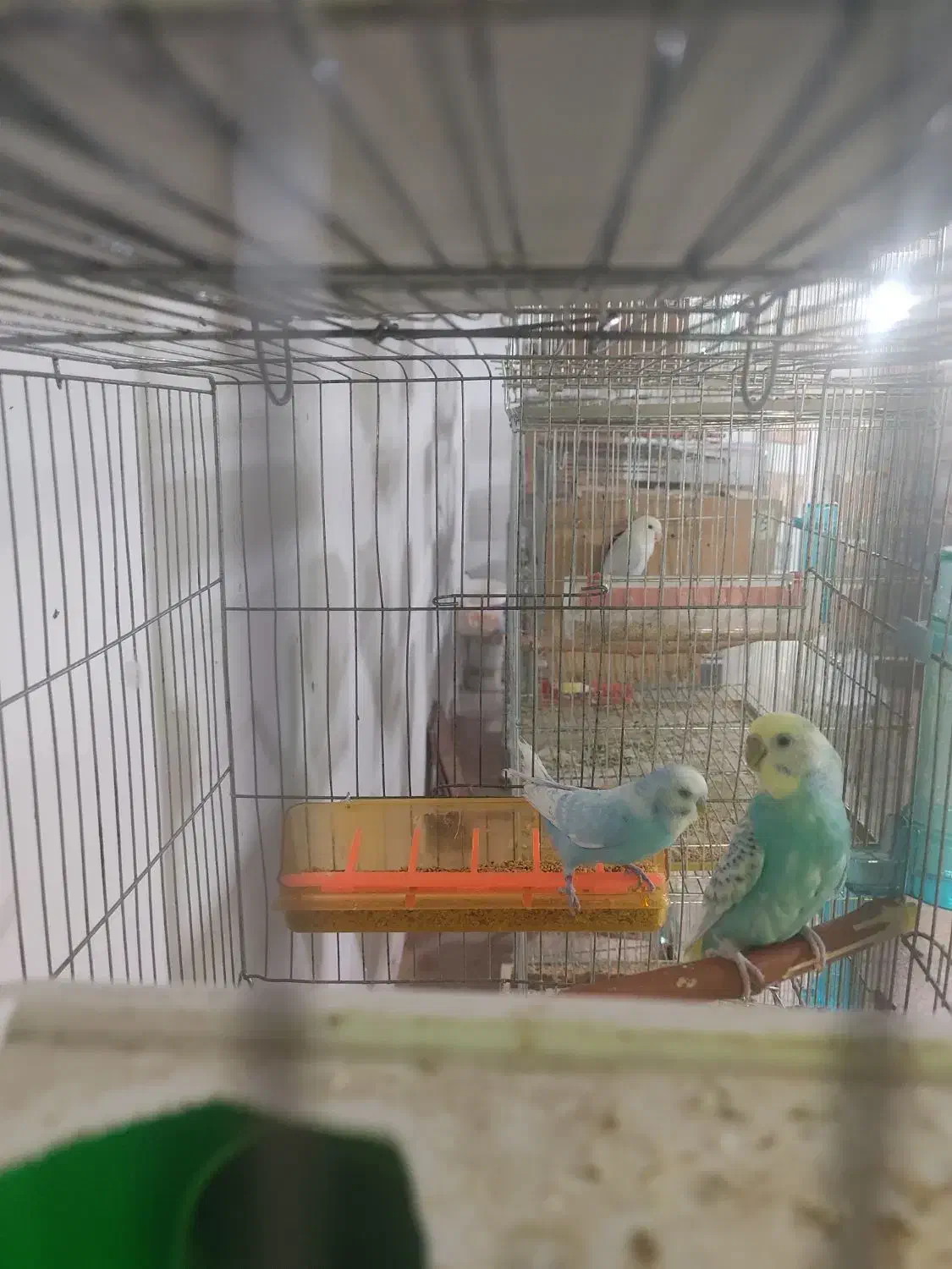 مرغ عشق اسپانگل رینبو با تخم|پرنده|فولادشهر, بوستان خلیج فارس|دیوار