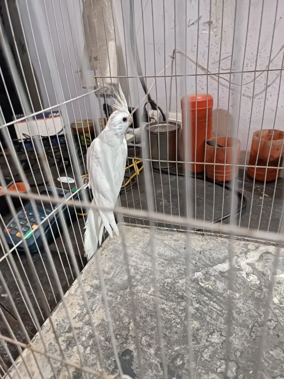 عروس هلندی قناری|پرنده|تربت جام, معدآباد|دیوار