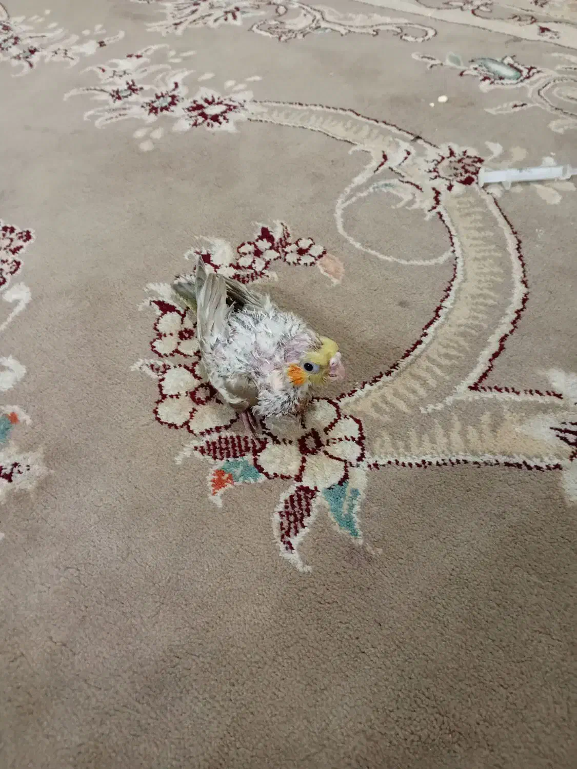 جوجه سرلاکی عروس هلندی آهویی|پرنده|مشهد, کاظم آباد پنجشنبه|دیوار