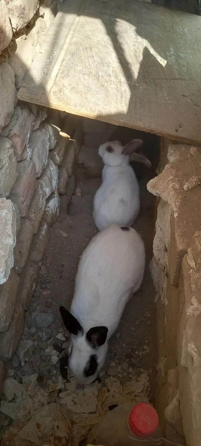 واگذاری خرگوش ۳عدوتاماده یدونه نر|موش و خرگوش|محمدیه-قزوین, |دیوار
