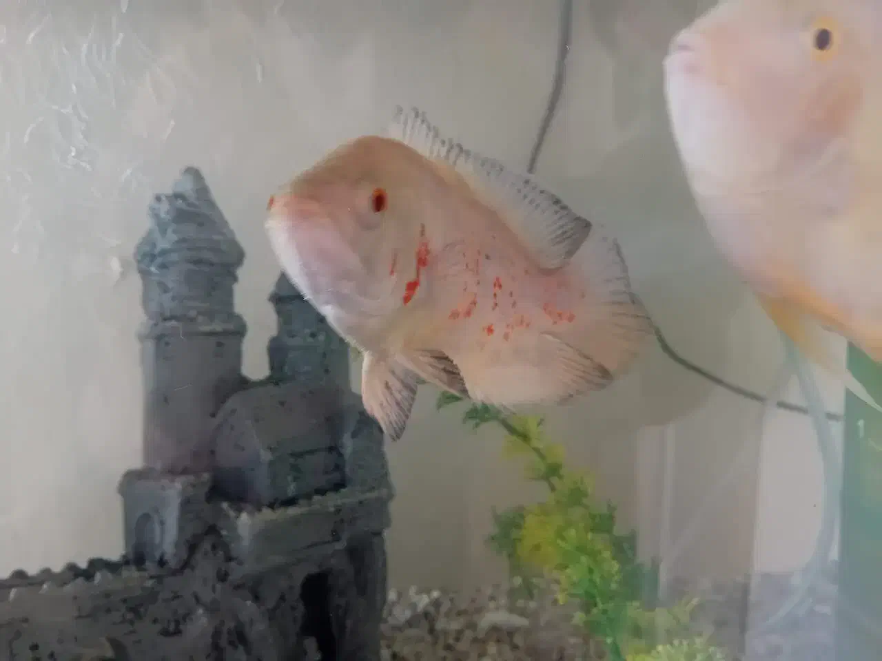 فروش ماهی اسکار|ماهی|پردیس, فاز ۱۱|دیوار