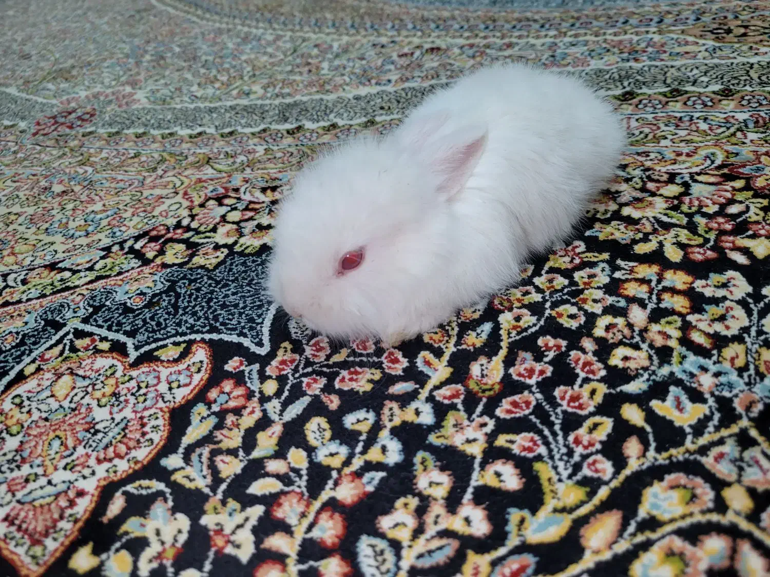 بچه خرگوش لوپ|موش و خرگوش|رفسنجان, |دیوار