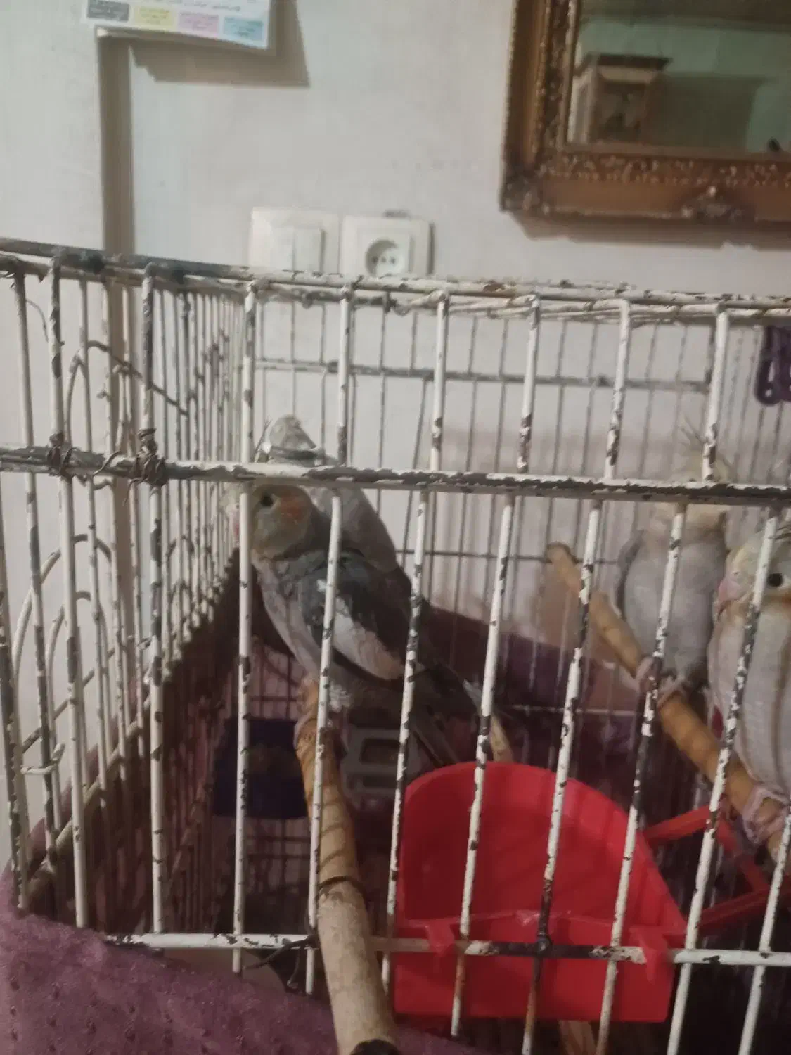 جوجه عروس هلندی زیبا|پرنده|محمدشهر, جعفرآباد|دیوار