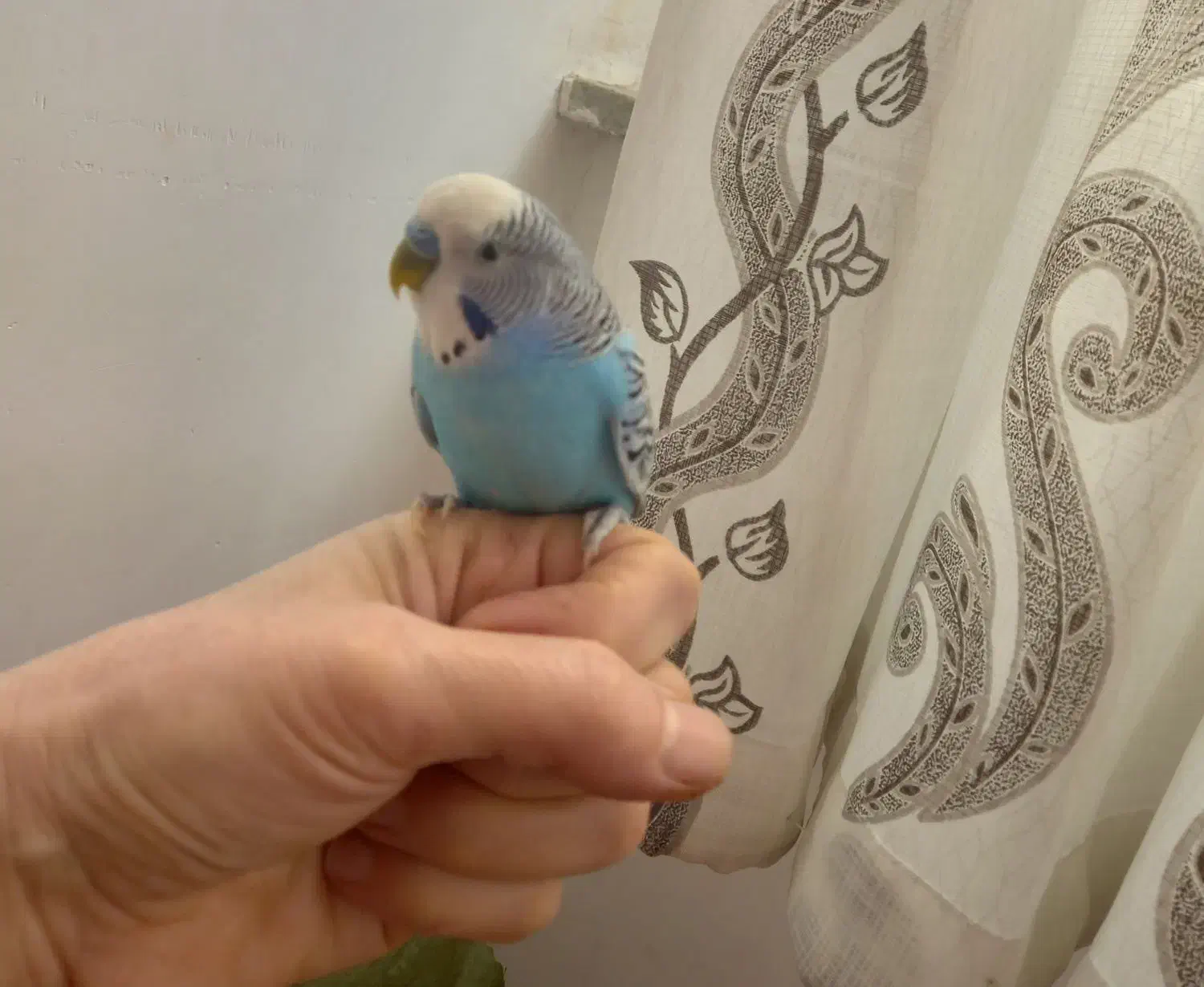 مرغ عشق|پرنده|شاهرود, |دیوار