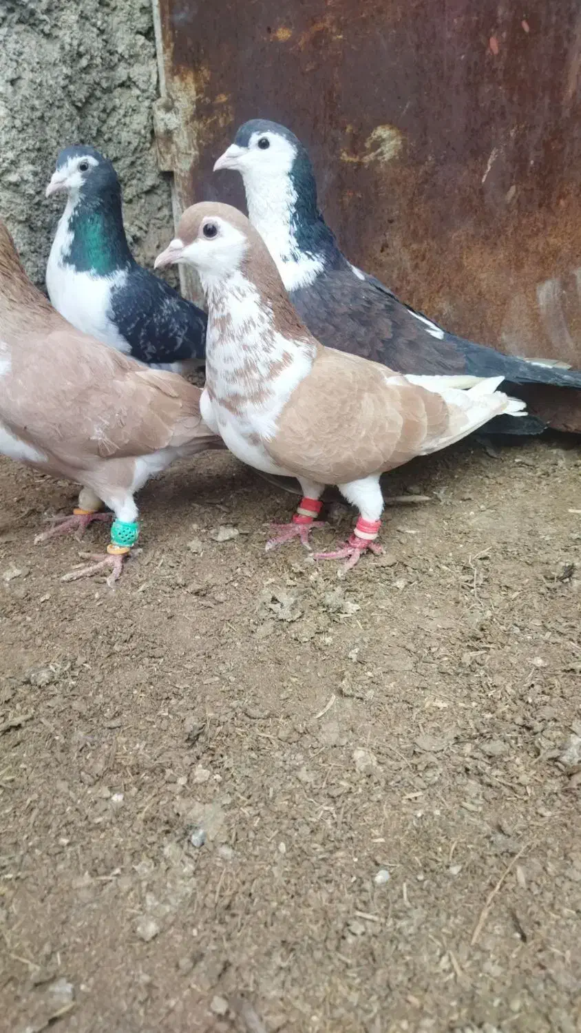 کبوتر بوم|پرنده|مشهد, سمزقند|دیوار