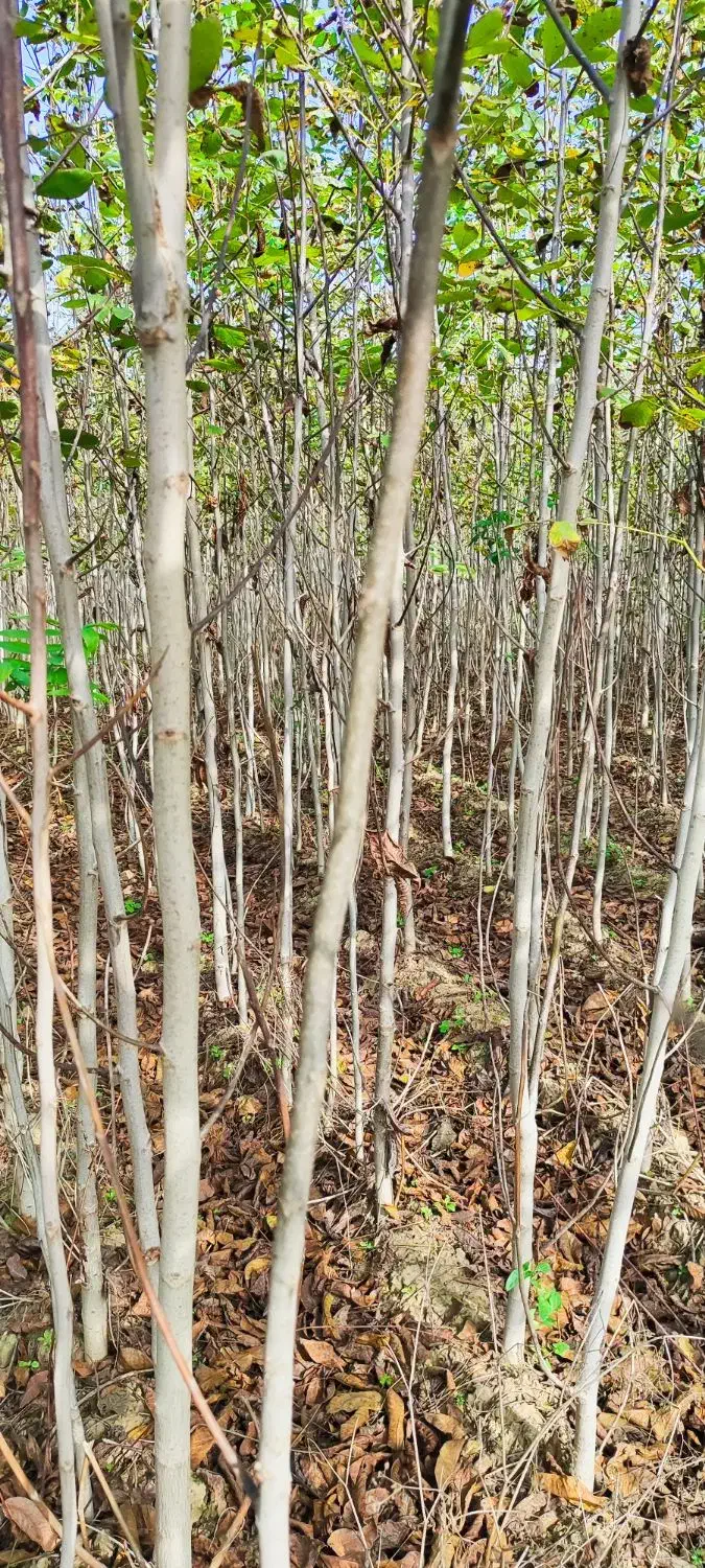 نهال گردو و برنج فجر سوزنی|خدمات باغبانی و درختکاری|دلند, |دیوار