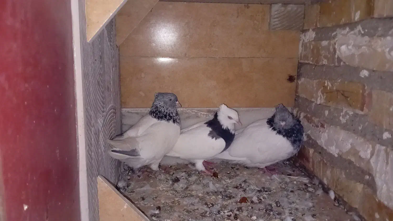 کبوتر|پرنده|گنبد کاووس, |دیوار