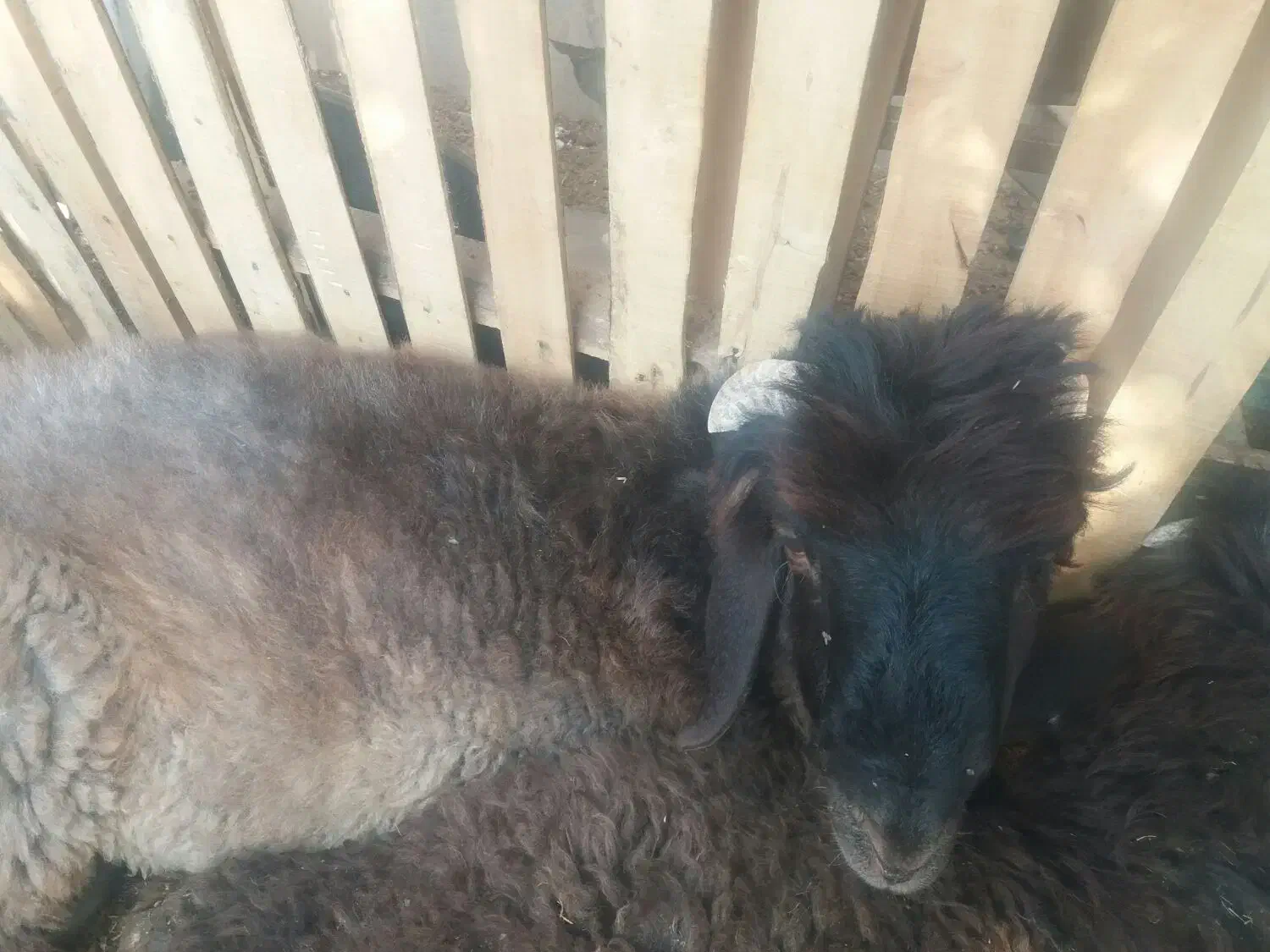 بره تپل|حیوانات مزرعه|مرودشت, مختارآباد|دیوار