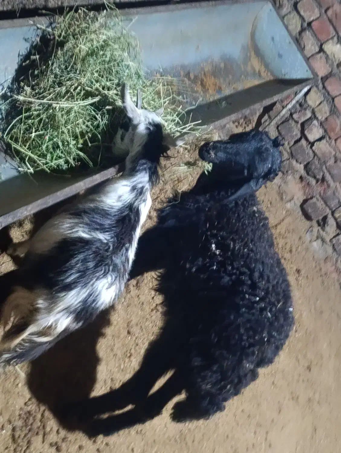 یک راس بره نرویک راس بزغاله|حیوانات مزرعه|کرج, شهرک بنفشه|دیوار