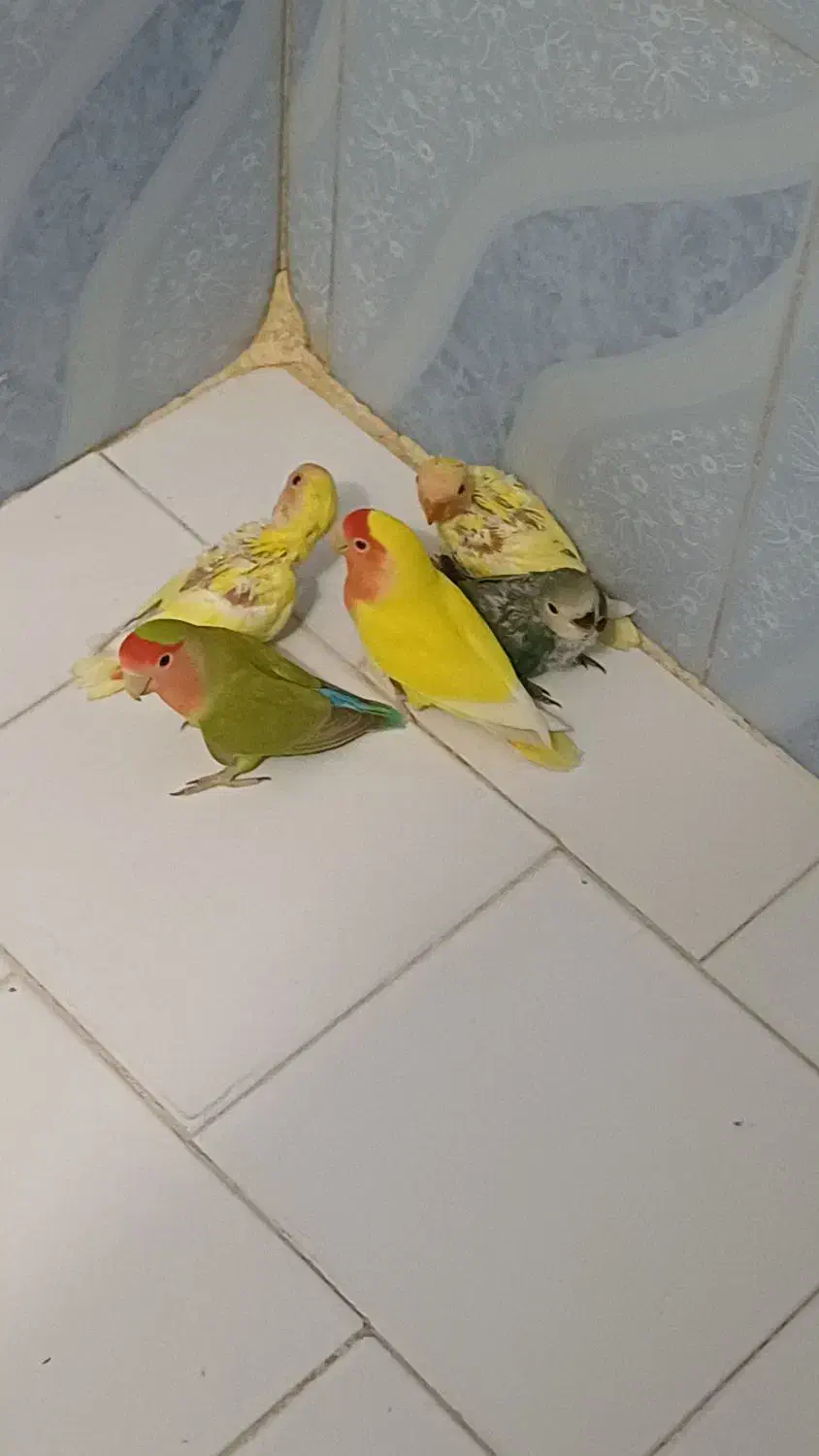 طوطی برزیلی خوشرنگ وزیبا|پرنده|تهران, افسریه شمالی|دیوار