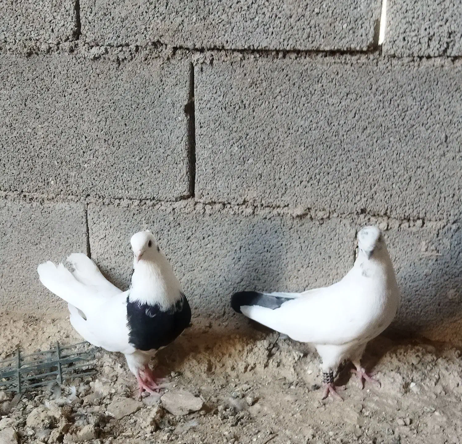 کبوتر|پرنده|آبدانان, |دیوار