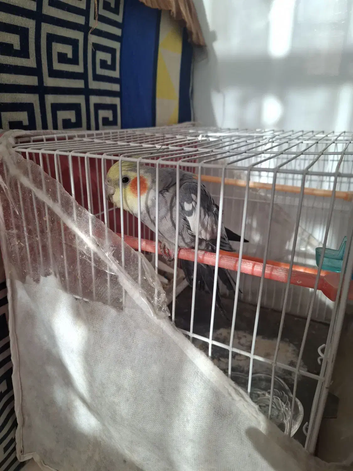 عروس هلندی|پرنده|مشهد, امیرآباد|دیوار