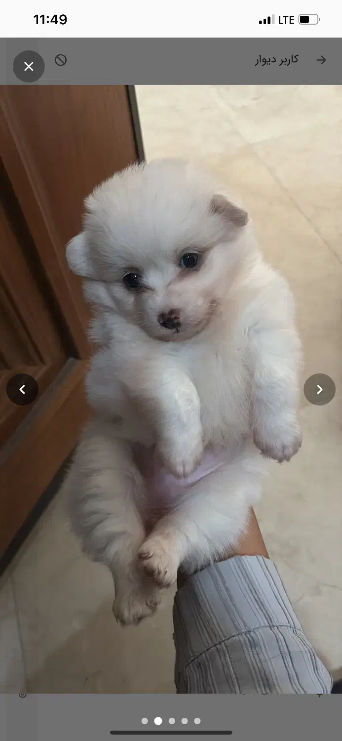 گمشده|حیوانات|قرچک, مهدیه|دیوار