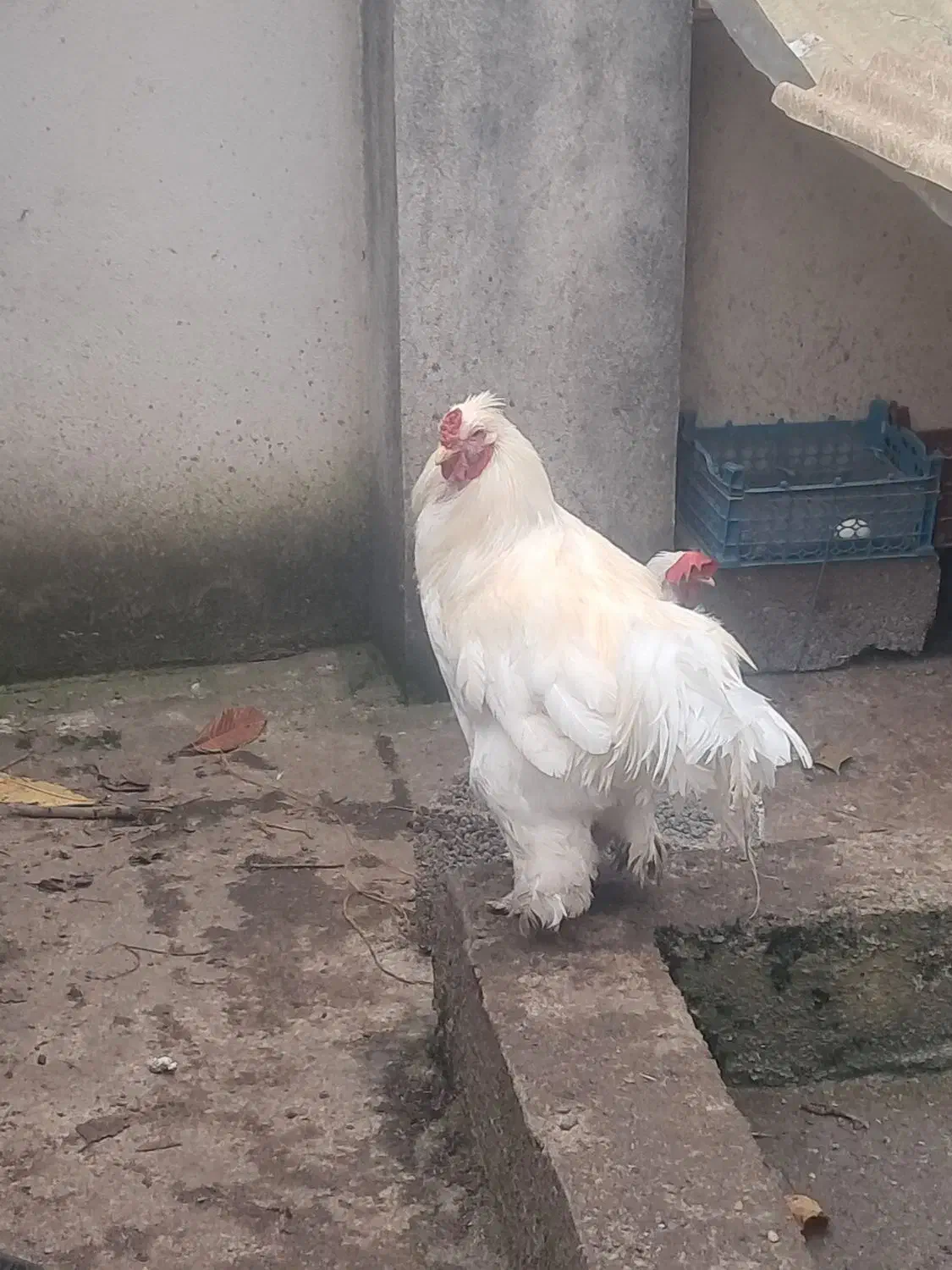 خروس بزرگ|حیوانات مزرعه|رشت, عینک|دیوار