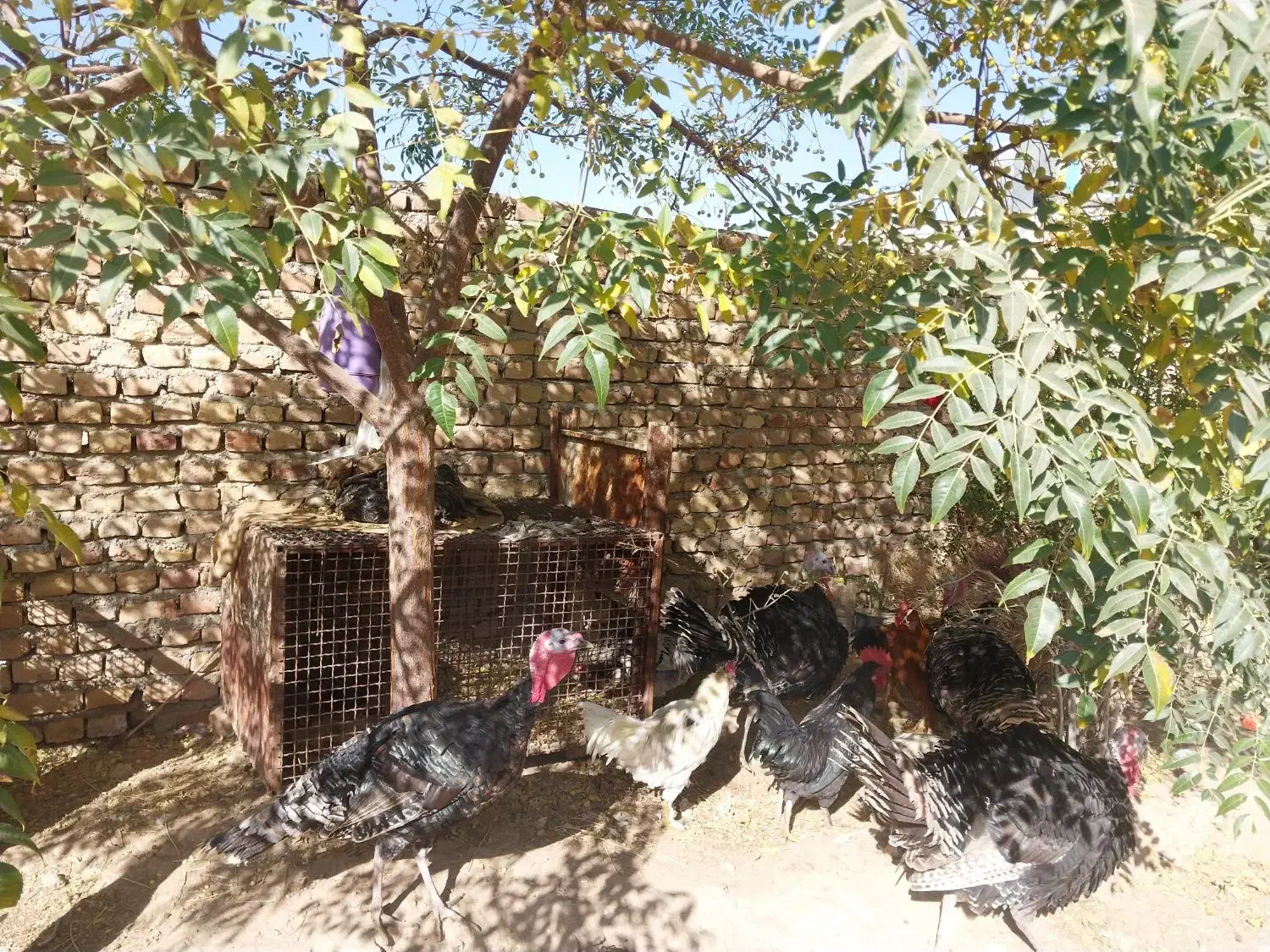 بوقلمون|حیوانات مزرعه|دلیجان, |دیوار