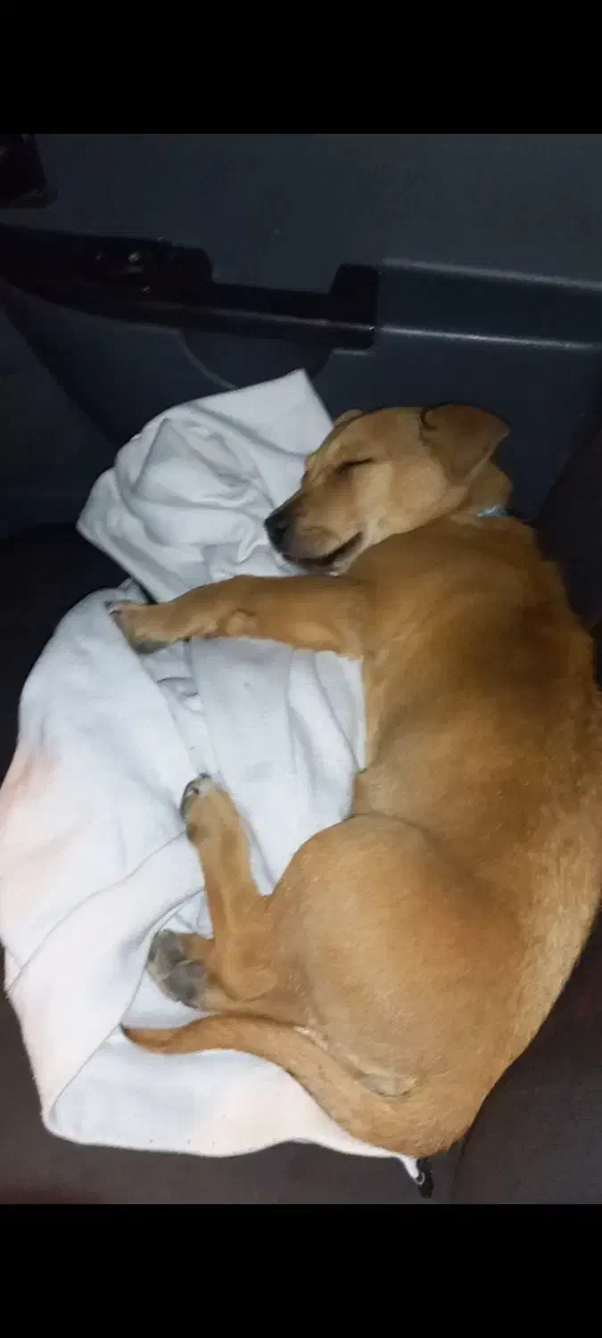 (گمشده )به یابنده مژدگانی خوب خواهیم داد باتشکر|حیوانات|سنندج, |دیوار