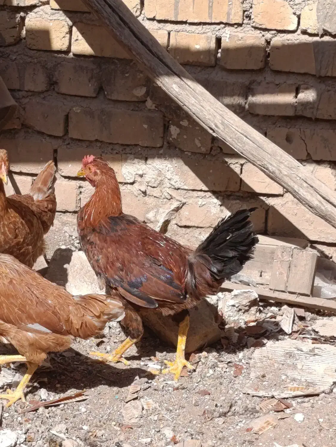 مرغ و خروس فروشی|حیوانات مزرعه|شیراز, میانرود|دیوار