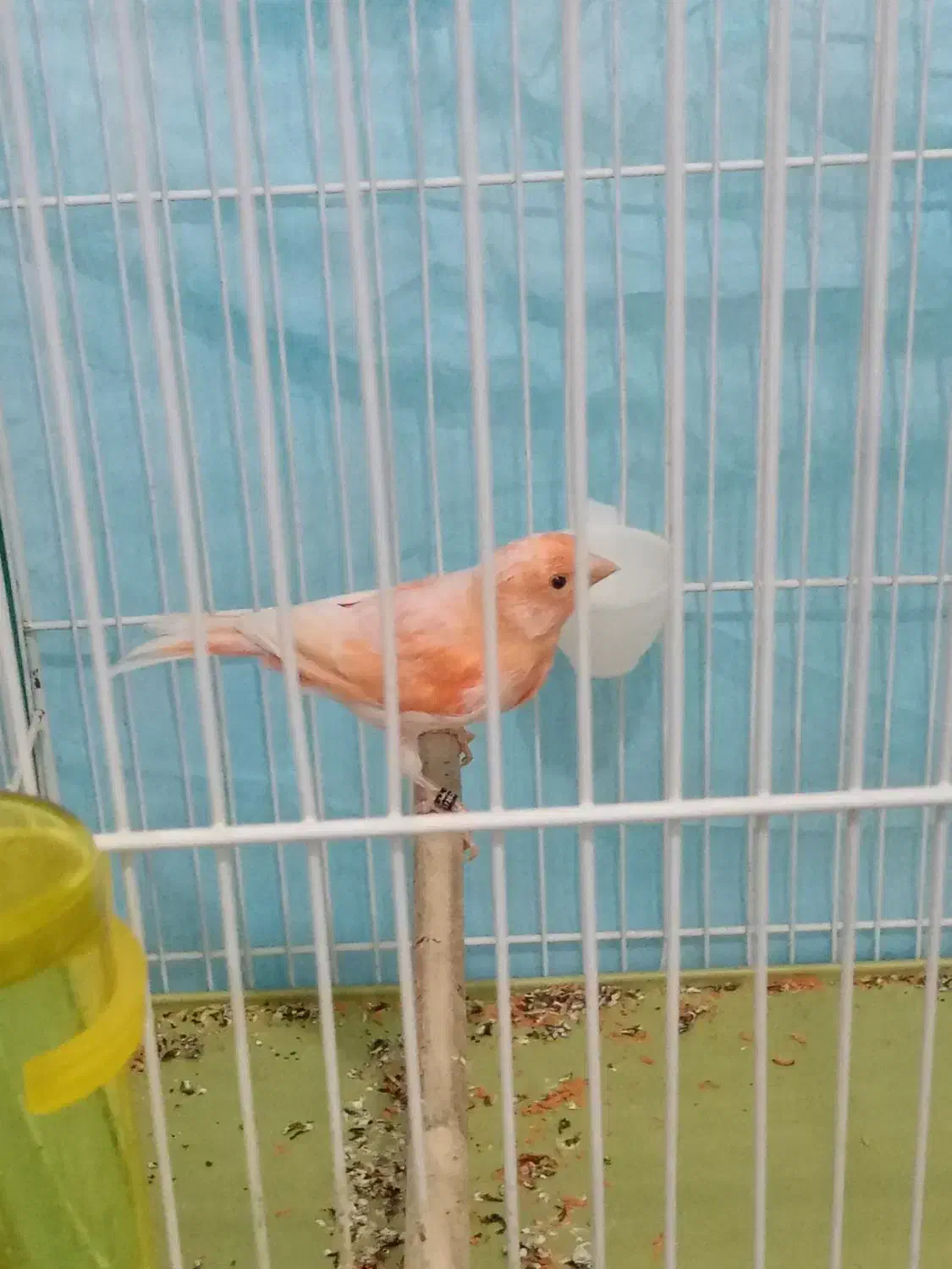 قناری|پرنده|زرند, |دیوار