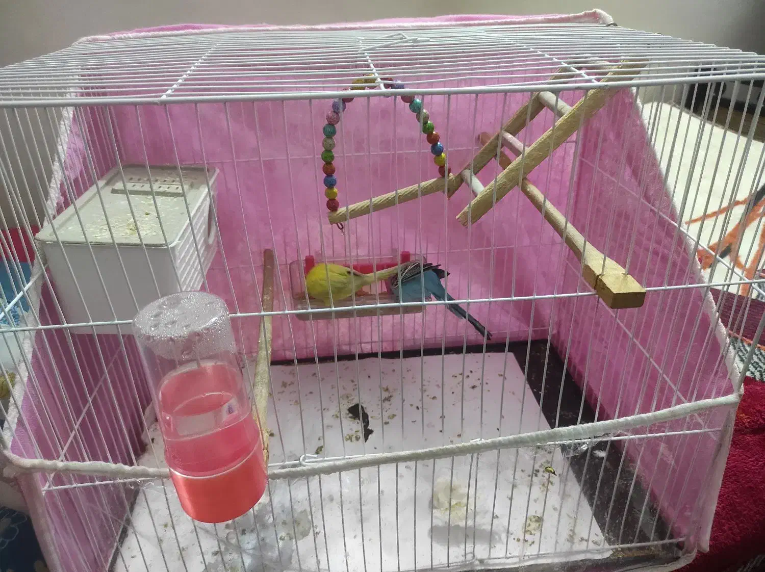 مرغ عشق جفت همراه با قفس و تجهیزات|پرنده|مشهد, زمانه|دیوار