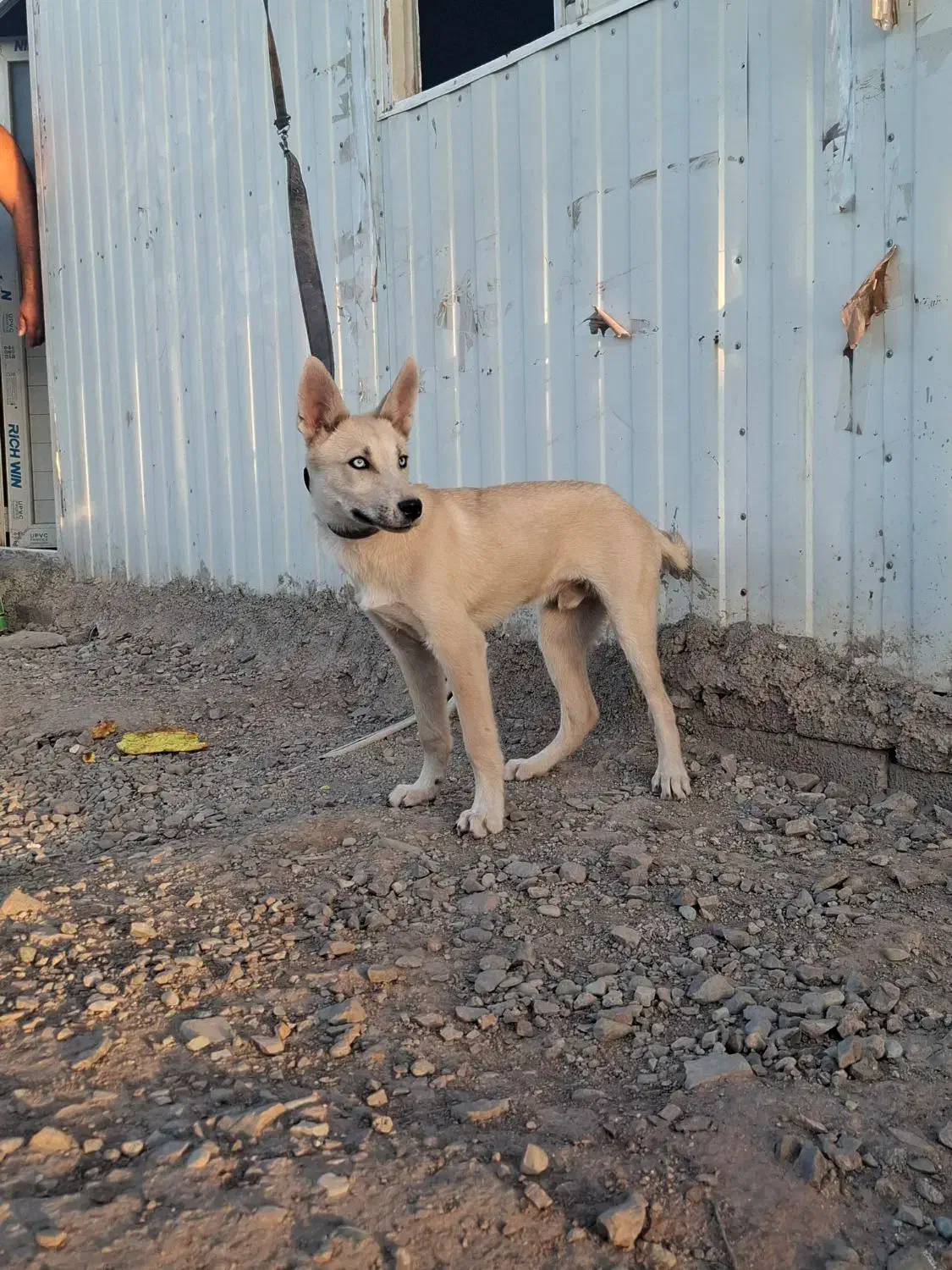 فروش|سگ|کرج, اخترآباد|دیوار