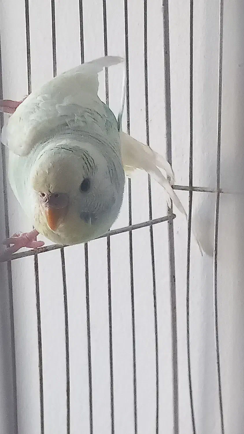 مرغ عشق|پرنده|مشهد, شهید احمدی روشن|دیوار