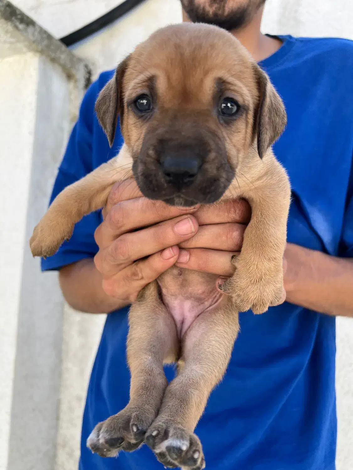 پیتبول اصیل|سگ|ساری, |دیوار