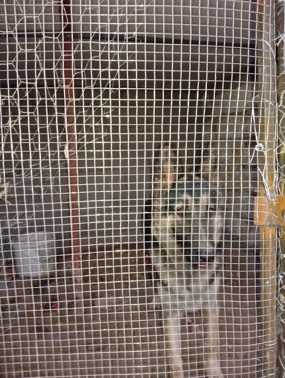 سگ ژرمن|سگ|فردوس (خراسان), |دیوار