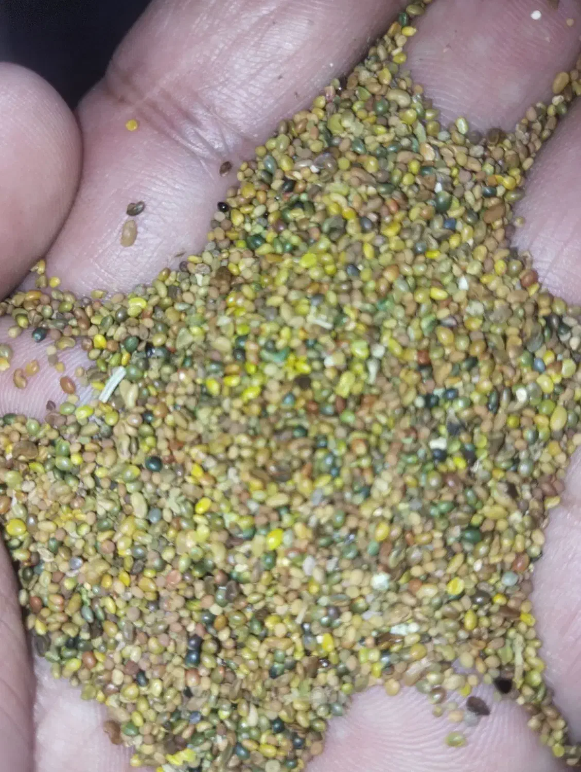 بذر شبدر وبذر یونجه|خدمات باغبانی و درختکاری|نهاوند, |دیوار